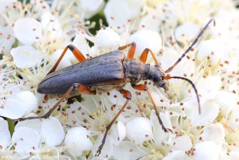 tesařík, Stenocorus meridianus (Linnaeus, 1758), Rhagiini, Cerambycidae (Brouci, Coleoptera)
